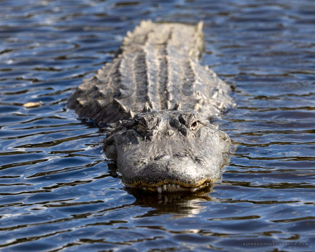 American Alligator, Florida, January 2025