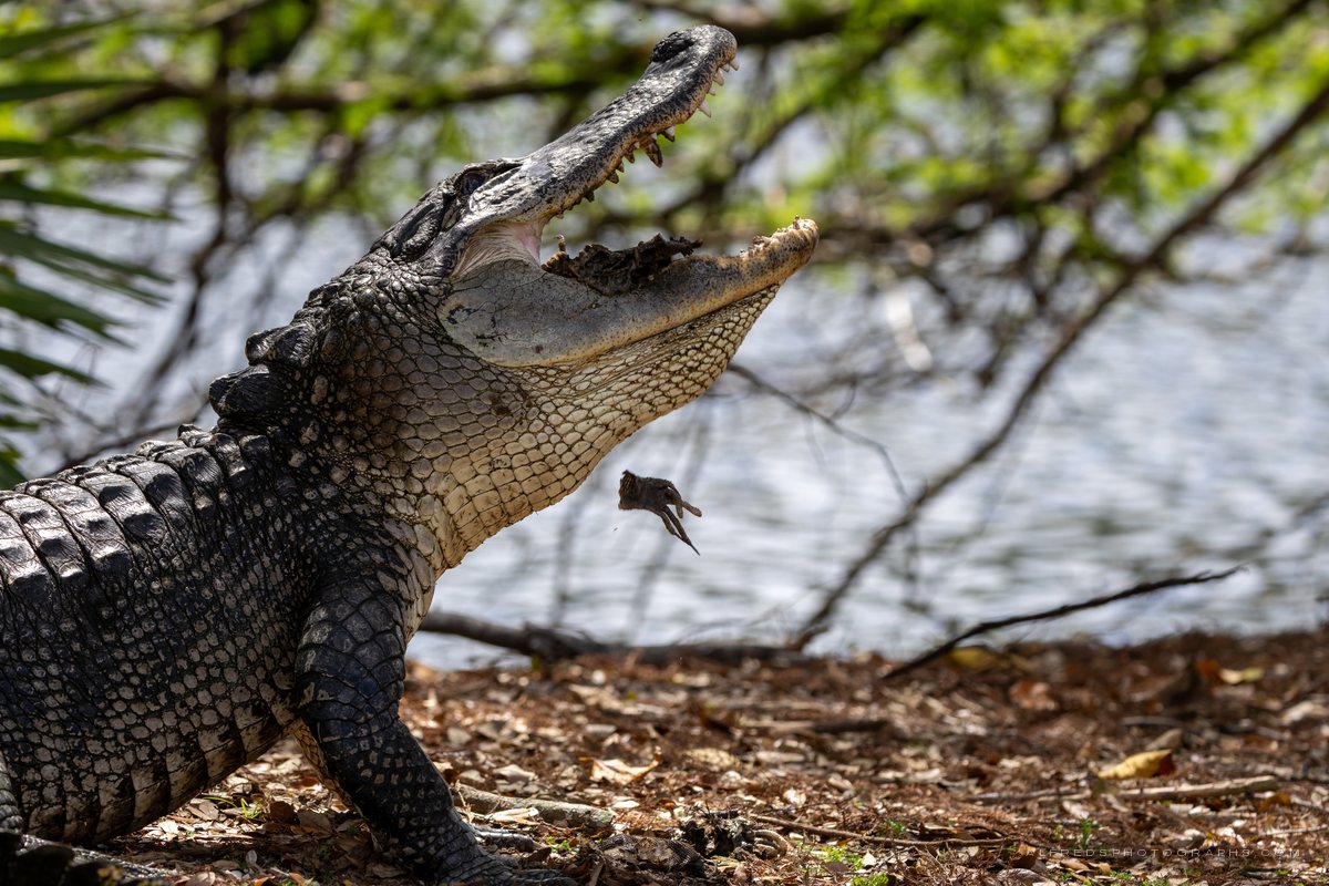 American Alligator, Florida, March 2026