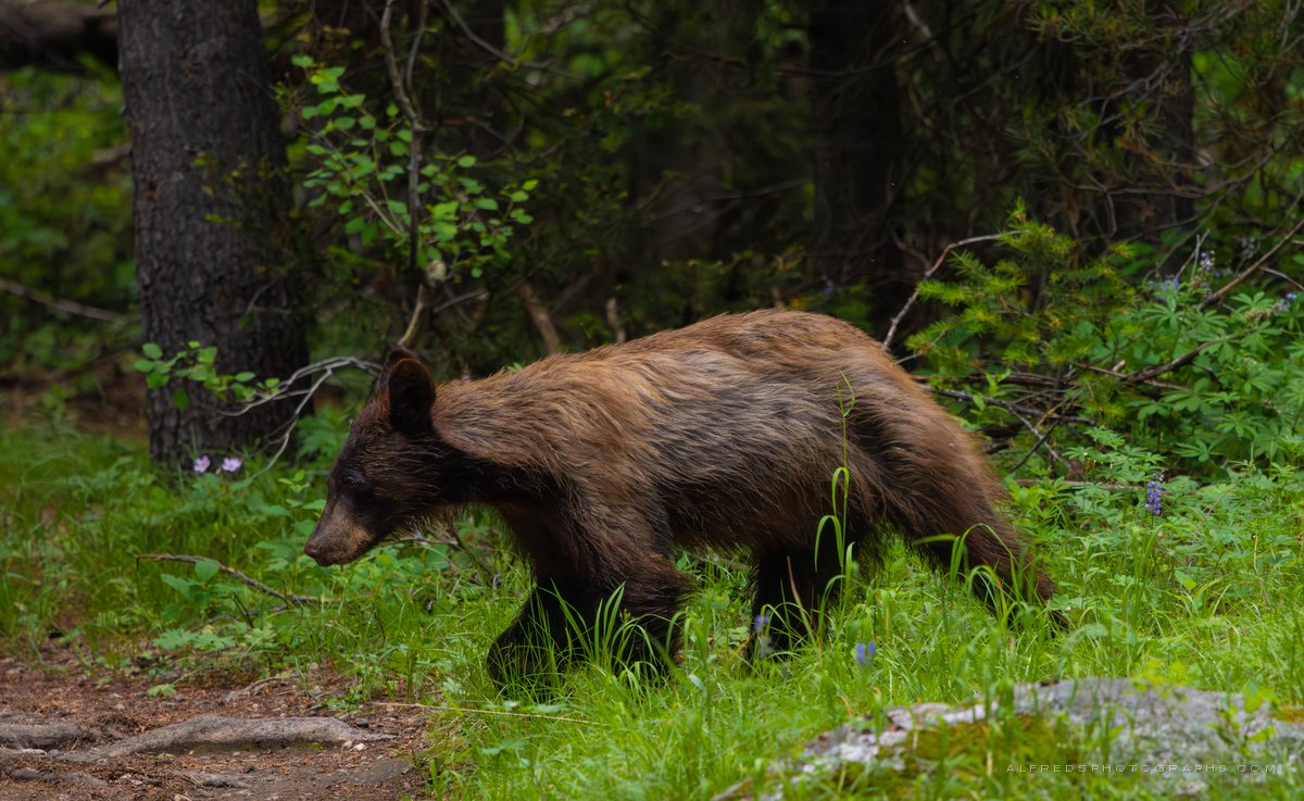 American Black Bear, Wyoming, July 2025