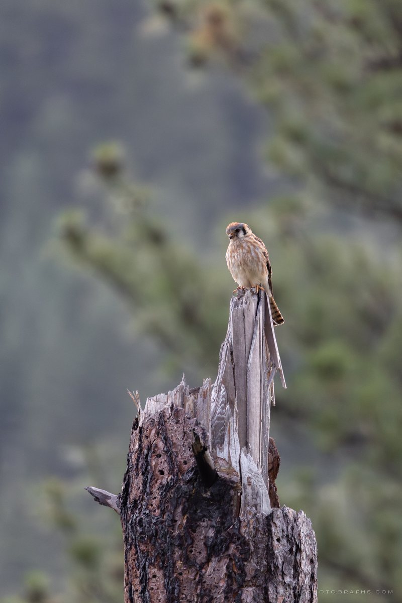 American Kestrel, Montana, July 2026