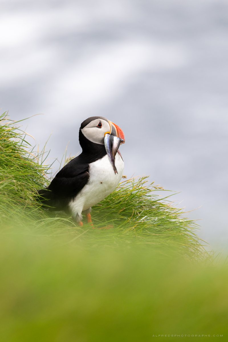 Atlantic Puffin, Iceland, July 2026