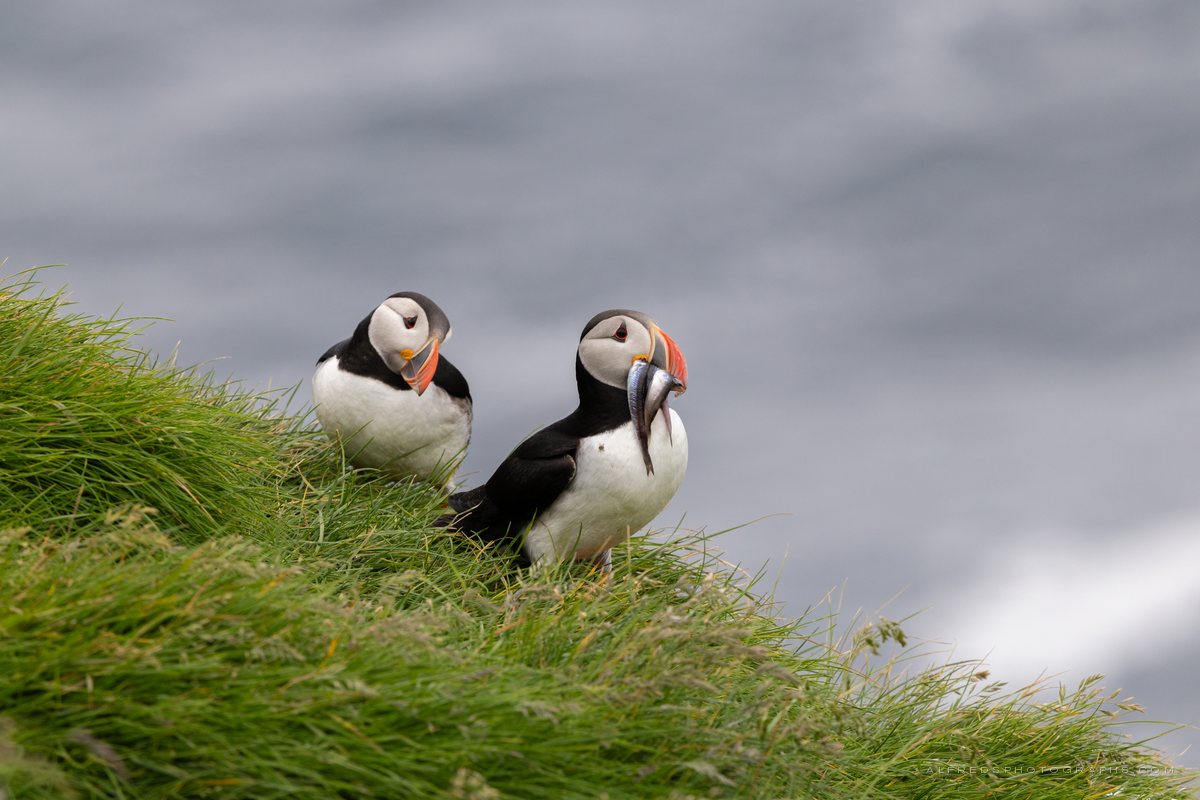 Atlantic Puffin, Iceland, July 2026