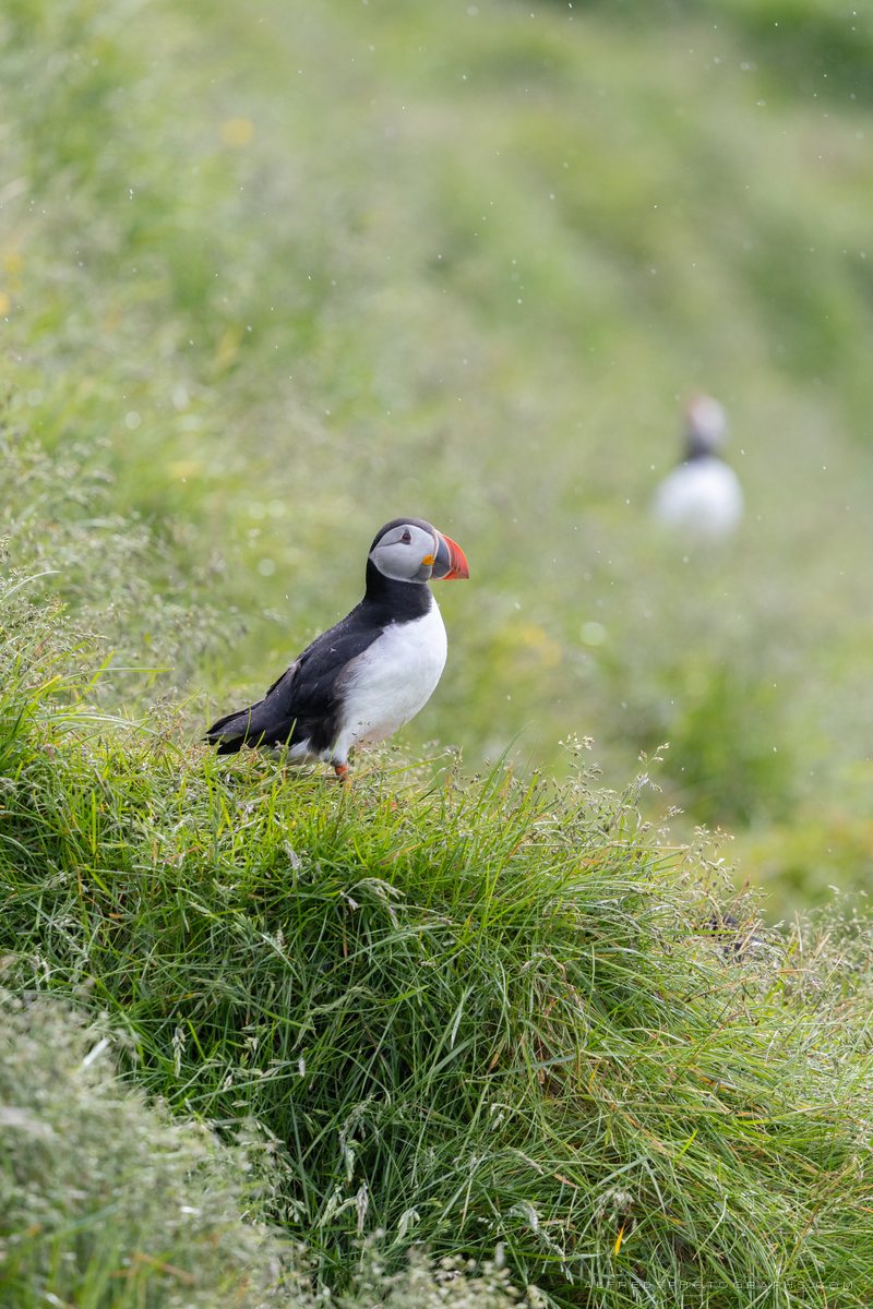 Atlantic Puffin, Iceland, July 2026