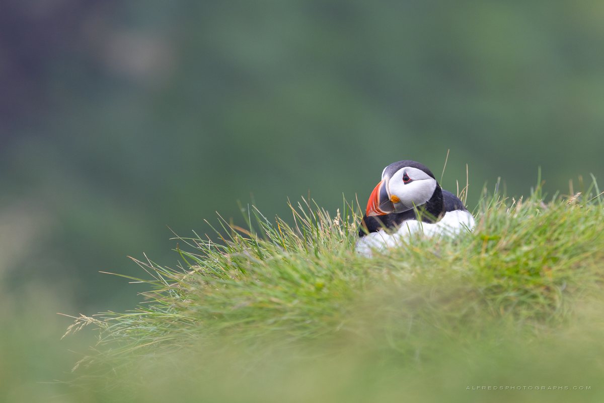Atlantic Puffin, Iceland, July 2026
