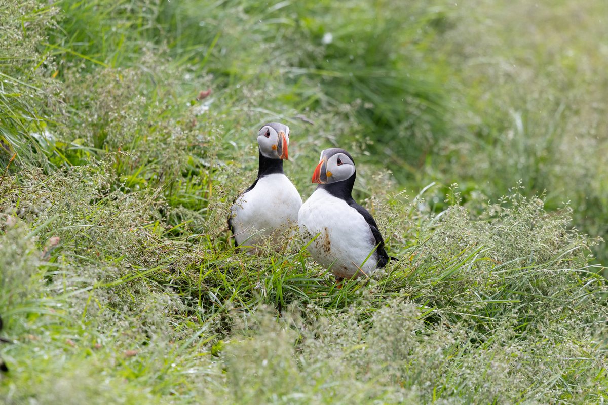 Atlantic Puffin, Iceland, July 2026
