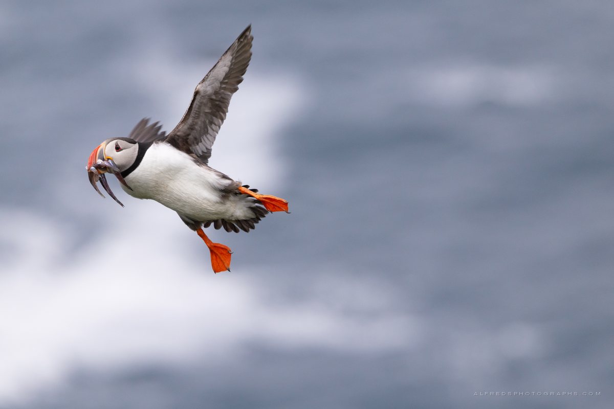 Atlantic Puffin, Iceland, July 2026