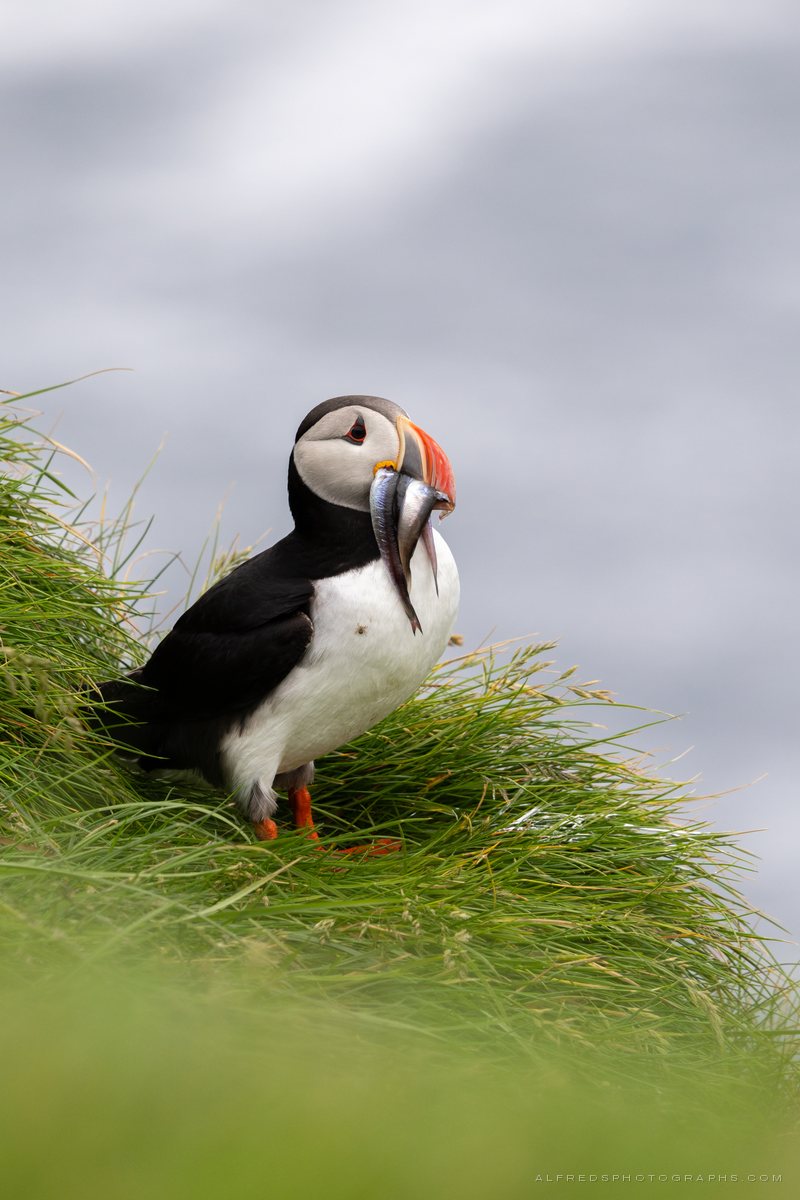 Atlantic Puffin, Iceland, July 2026