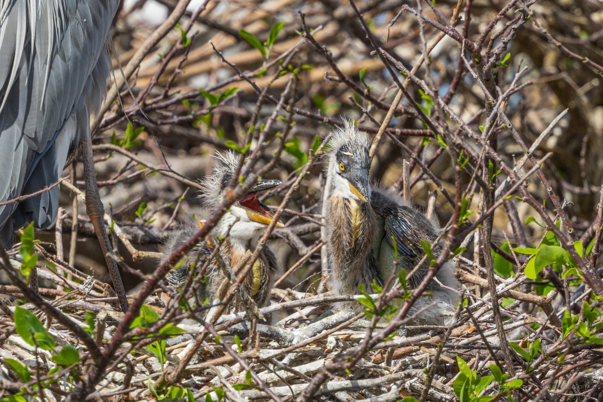 Great Blue Heron, Florida, February 2025