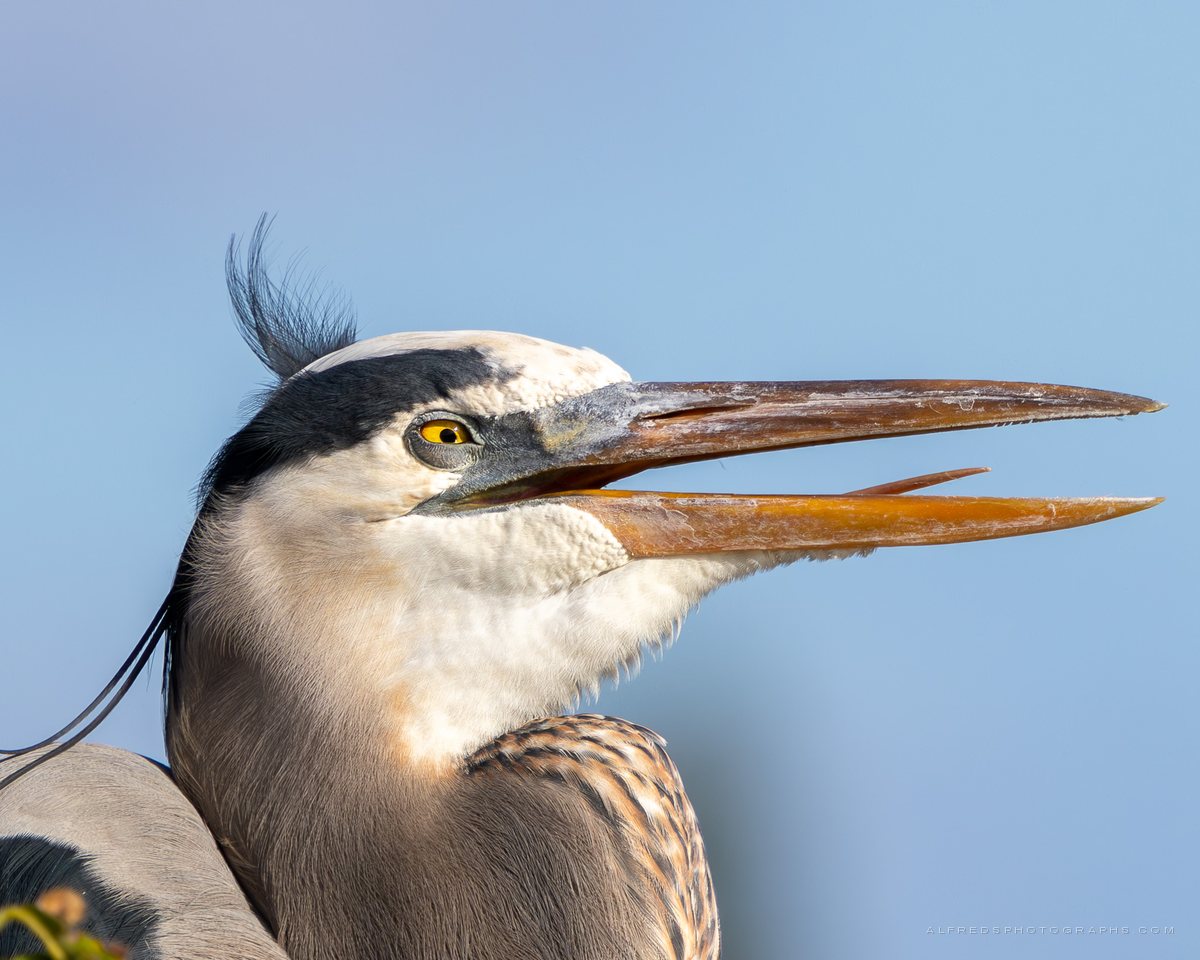 Great Blue Heron, Florida, December 2024