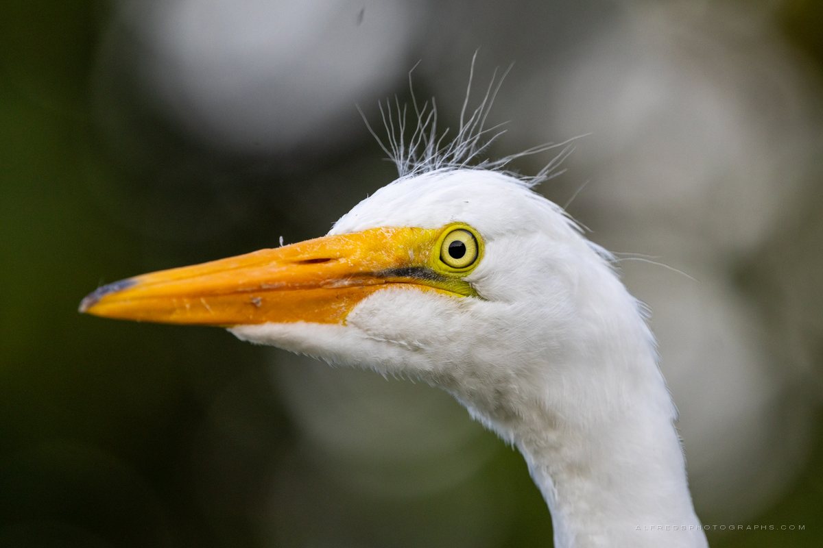 Great Egret, Florida, May 2025
