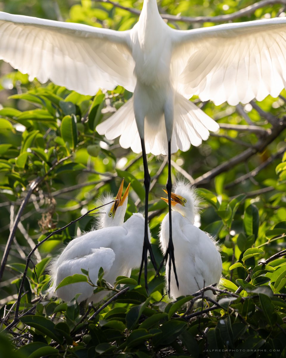 Great Egret, Florida, April 2026