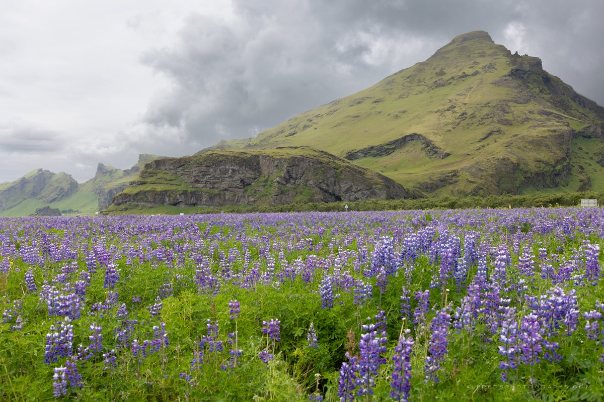 Landscape, Iceland, July 2026