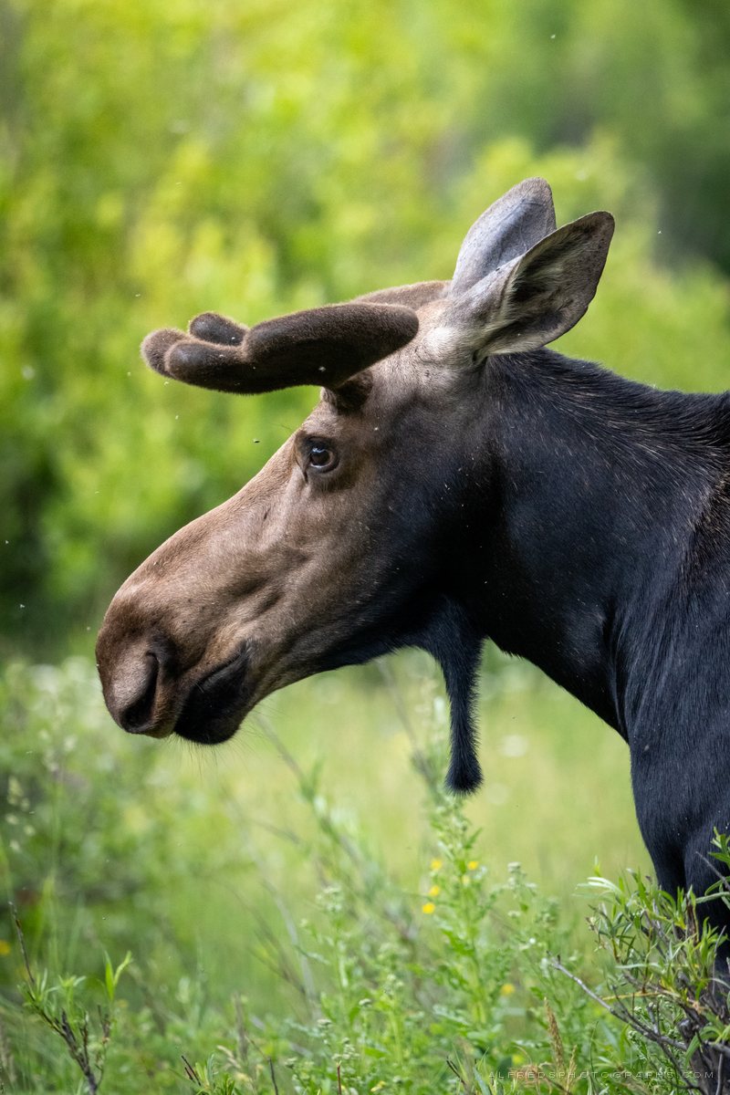 Moose, Wyoming, July 2025