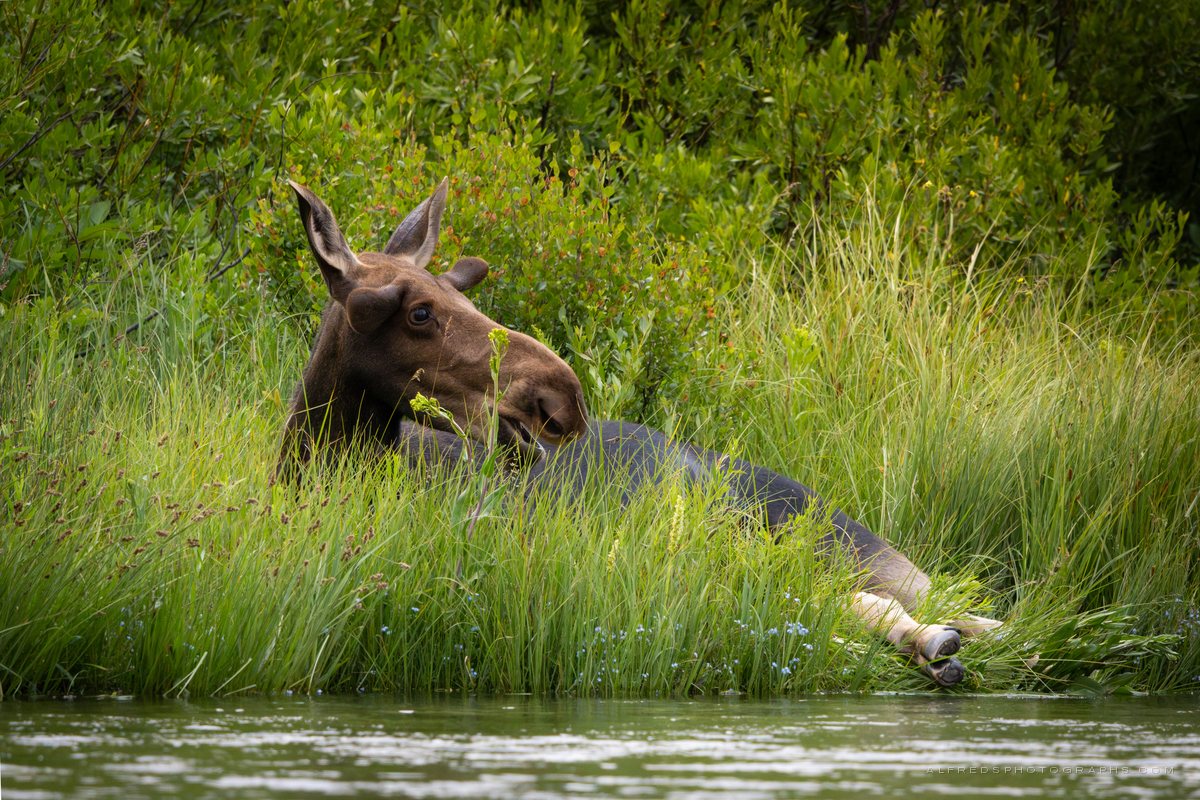 Moose, Montana, July 2025