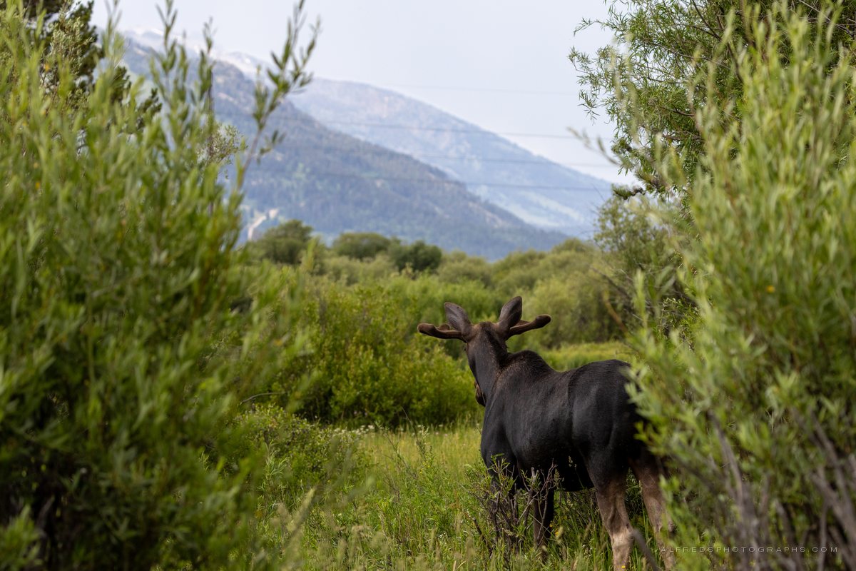 Moose, Wyoming, July 2025