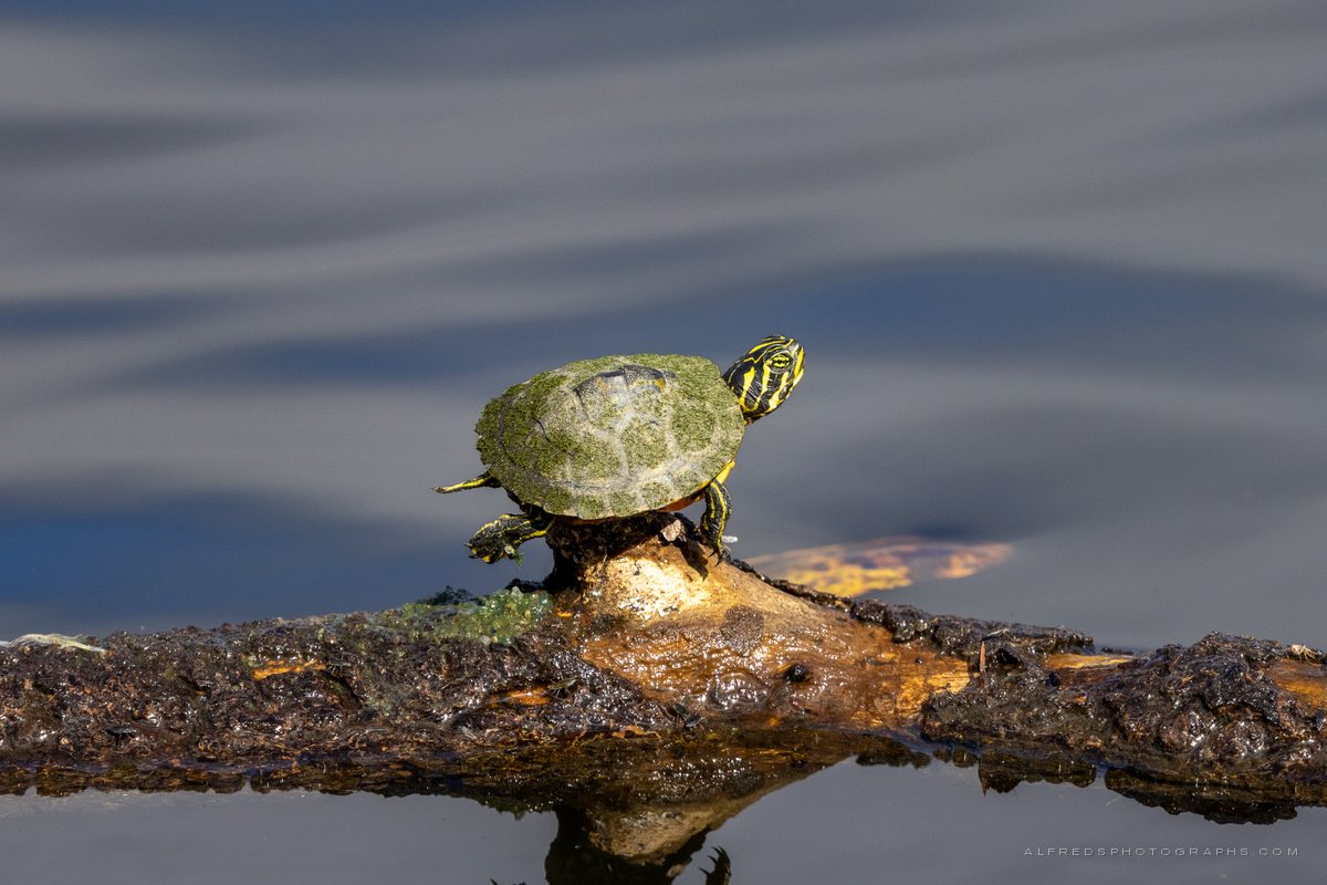 Pond Slider, Florida, December 2024
