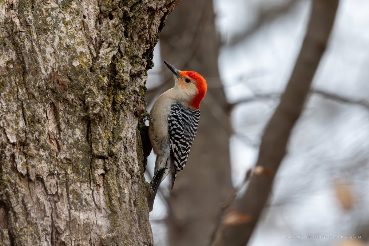 Red-bellied Woodpecker, Illinois, December 2024