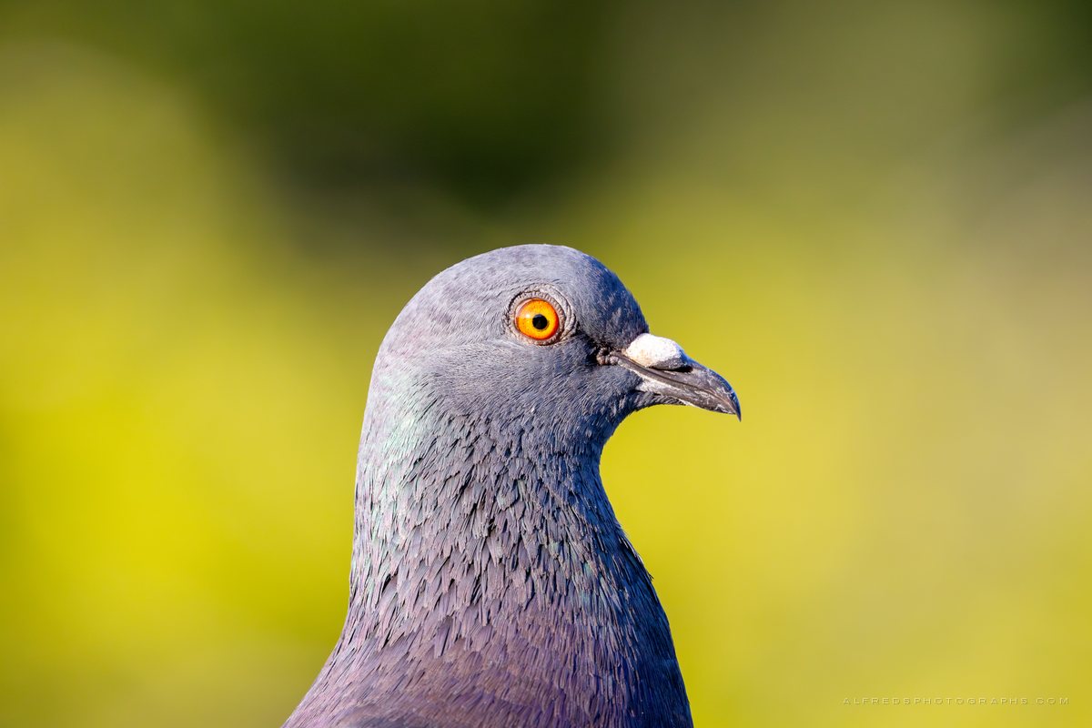 Rock Pigeon, Florida, May 2025
