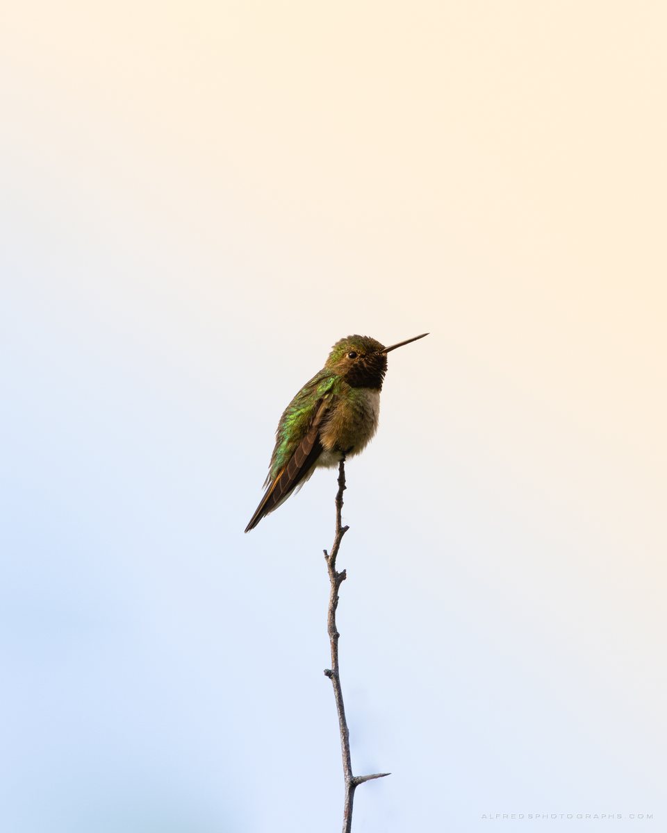 Ruby-throated Hummingbird, Montana, July 2025