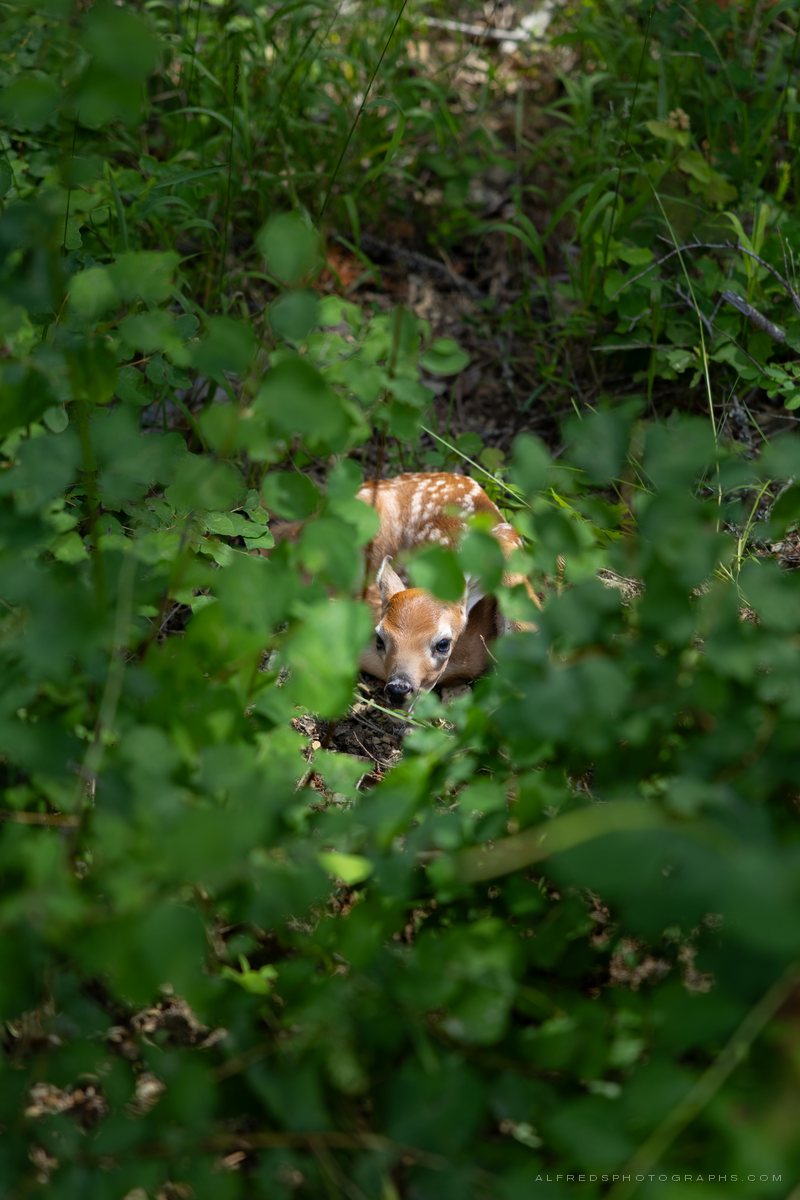 White-tailed Deer, Montana, July 2026